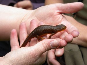 Newt