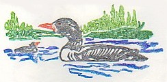 Loon Stamp