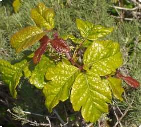 Poison Oak