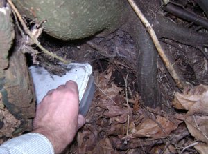 A hand is grabbing a letterboxing from the roots of a tree