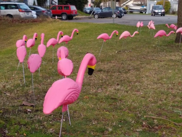 Several pink flamingos decorate a lawn