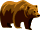 Grizzly bear